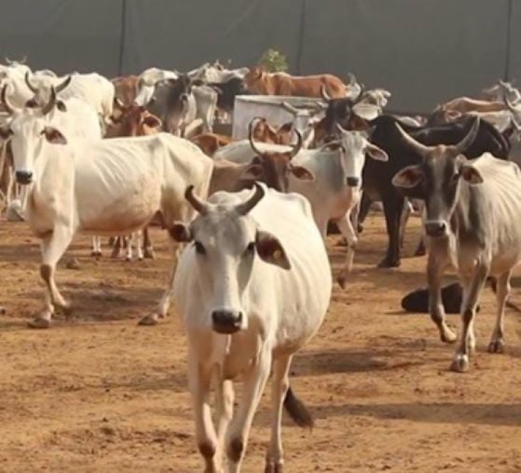 प्रयागराज में बंद की जाएंगी अस्थाई गौशालाएं