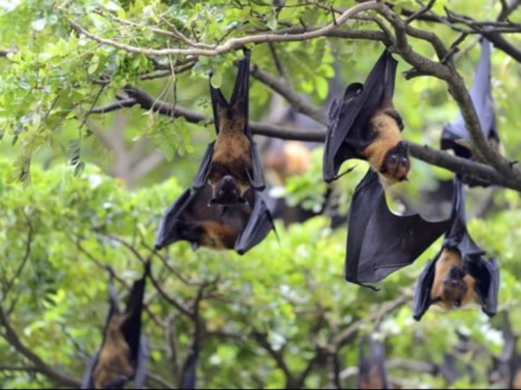 भारत में निपाह वायरस के संक्रमण का जोखिम बहुत कमः डब्ल्यूएचओ