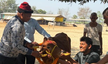 महाशिवरात्रि को पूजे गए बाबा भोलेनाथ के भक्त नंदी एवं गौवंश