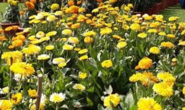 राजकीय उद्यान चन्द्रशेखर आजाद पार्क में आयोजित होगी तीन दिवसीय पुष्प एवं शाकभाजी प्रदर्शनी