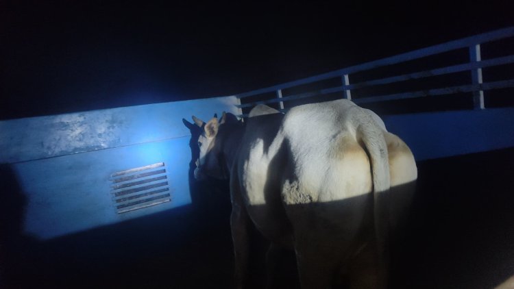 पुलिस मुठभेड़ में गौकशी गिरोह के दो सदस्य घायल