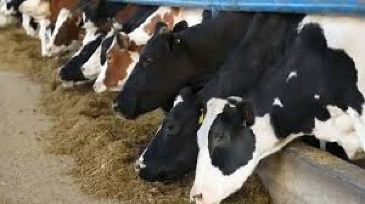 पशुपालकों को सस्ती दरों पर दवाएं उपलब्ध कराने के लिए खुलेंगे पशु औषधि केन्द्र