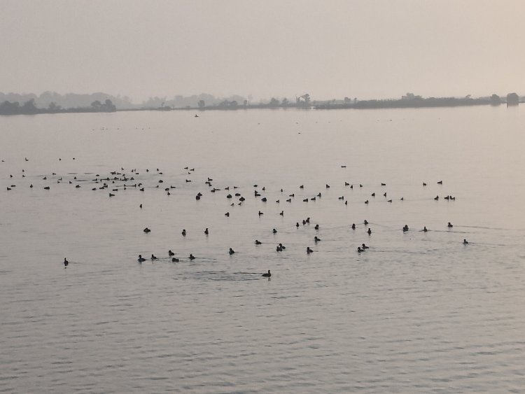 'विदेशी मेहमानों' का कारवां, साइबेरियन पक्षियों के कलरव से गुलजार हुई चित्तौड़गढ़ जलाशय
