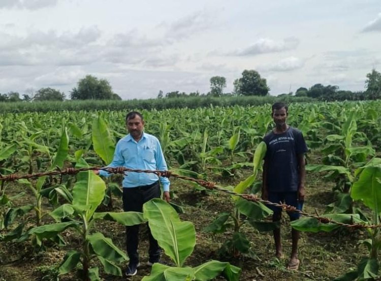 टिश्यू कल्चर केले की खेती से किसान की आय में तीन गुना मुनाफा