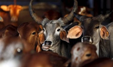 खत्म हो जाएंगी भारतीय गायों की नस्लें? ‘सेक्स सॉर्टेड सीमेन’ तकनीक पर भारतीय किसान संघ ने उठाया सवाल