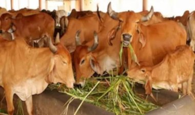 अयोध्या की 97 गौशालाओं में 14,800 गोवंश संरक्षित, व्यवस्थाएं दुरुस्त