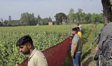 मृतक महिला के लाइसेंस पर अवैध अफीम की खेती, एएनटीएफ की छापेमारी में दो करोड़ की फसल बरामद
