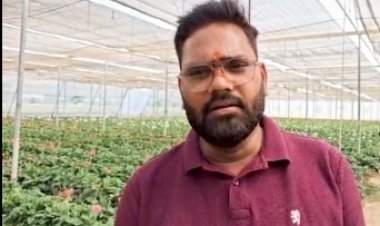 सब्सिडी से नीरज की बदली तकदीर, जरबेरा की खेती से लाखों की कमाई