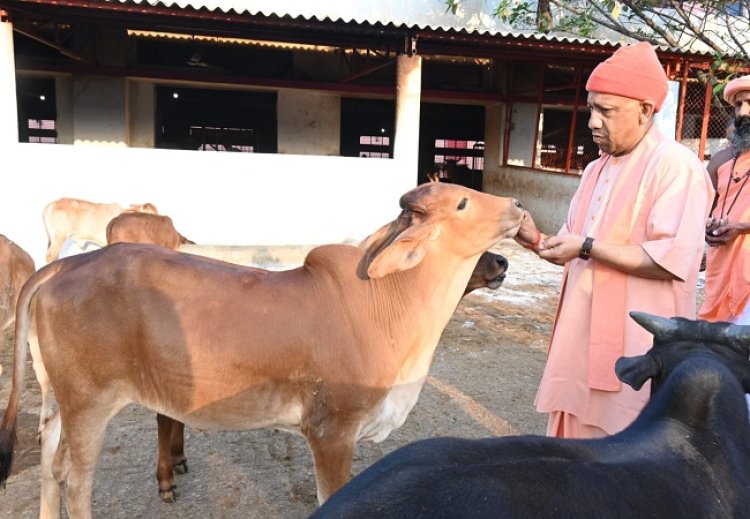 गोसेवा में रमे मुख्यमंत्री योगी, गोवंश को खिलाया गुड़-रोटी