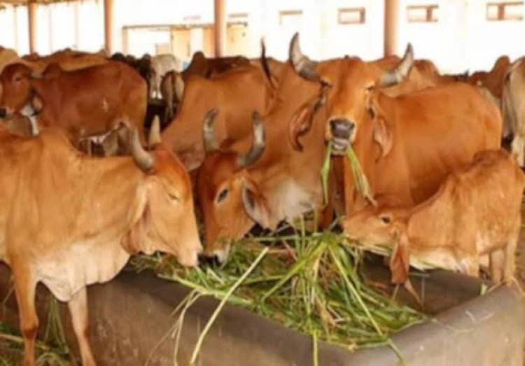 अयोध्या की 97 गौशालाओं में 14,800 गोवंश संरक्षित, व्यवस्थाएं दुरुस्त