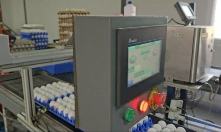 एक अप्रैल से अंडों पर छपाई अनिवार्य, नियमों का सख्ती से होगा पालन