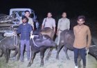 अंतरराज्यीय भैंस चोर गैंग व पुलिस के साथ मुठभेड़ तीन शातिर गिरफ्तार, एक के पैर में लगी गोली