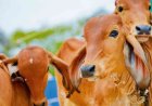 यूपी में गो आश्रय स्थलों में गर्मी से बचाव के पुख्ता इंतजाम के निर्देश