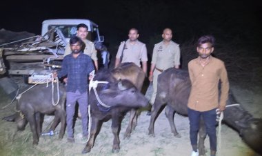 अंतरराज्यीय भैंस चोर गैंग व पुलिस के साथ मुठभेड़ तीन शातिर गिरफ्तार, एक के पैर में लगी गोली