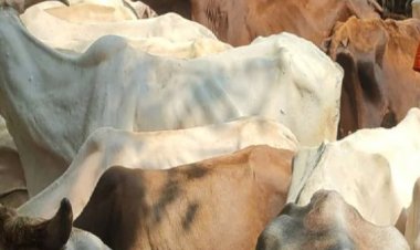 गौ सेवा काशी प्रांत का तीन दिवसीय निवासी प्रशिक्षण शिविर शुरू