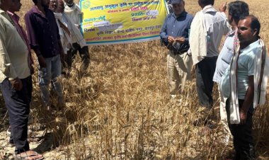 निकरा योजना में गेहूं प्रक्षेत्र दिवस आयोजित, केआरएल-283 से बढ़ेगी उपज : डॉ. खलील खान