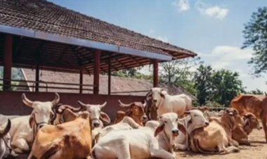 गर्मी में पशुओं को हीट स्ट्रोक का खतरा, विशेष देखभाल जरूरी: डॉ शिवनाथ यादव