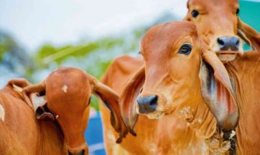 यूपी में गो आश्रय स्थलों में गर्मी से बचाव के पुख्ता इंतजाम के निर्देश