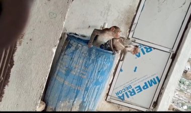 भीषण गर्मी में इंसान ही नहीं, बेजुबान भी बेहाल: पानी की टंकी में राहत खोजते दिखे बंदर