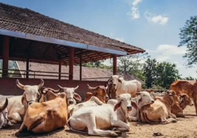 गर्मी में पशुओं को हीट स्ट्रोक का खतरा, विशेष देखभाल जरूरी: डॉ शिवनाथ यादव