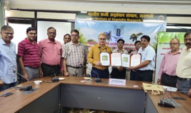 काशी अभिमान’ टमाटर संकर के लिए हुआ लाइसेंस समझौता