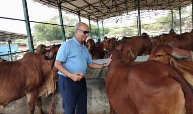 सेना में बढ़ी यूपी की देसी गायों के हाई प्रोटीन गो उत्पादों की डिमांड