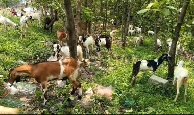बकरीद से पहले जमशेदपुर पहुंचीं इलाहाबादी बकरियां