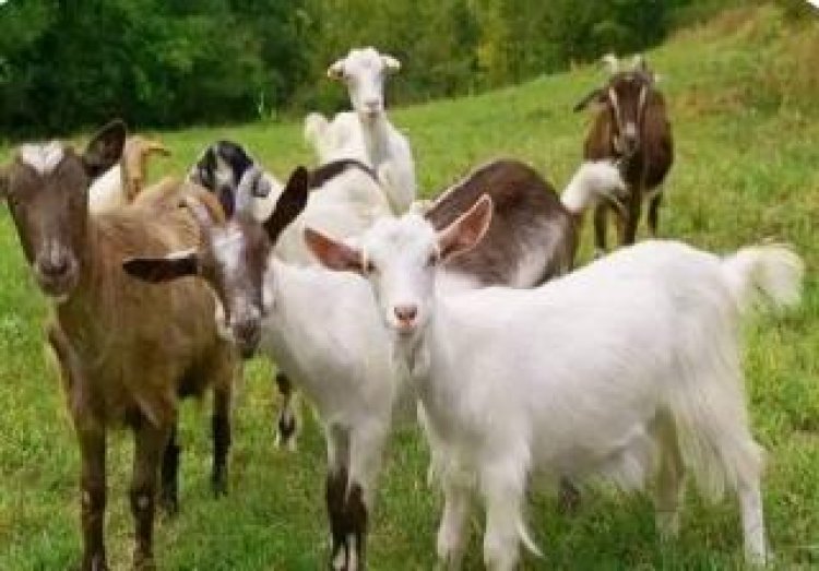 प्रयागराज के अनुसूचित जाति के 14 लोगों को बकरी पालन योजना का दिया जाएगा लाभ