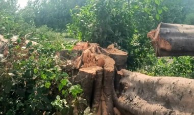 विश्व पर्यावरण दिवस पर महसी में पेड़ काटे जाने से ग्रामीणों में नाराजगी, कार्रवाई की मांग