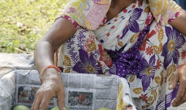 लोकल से ग्लोबल बना सिमडेगा का आम्रपाली आम, पहली व्यावसायिक खेप लंदन रवाना
