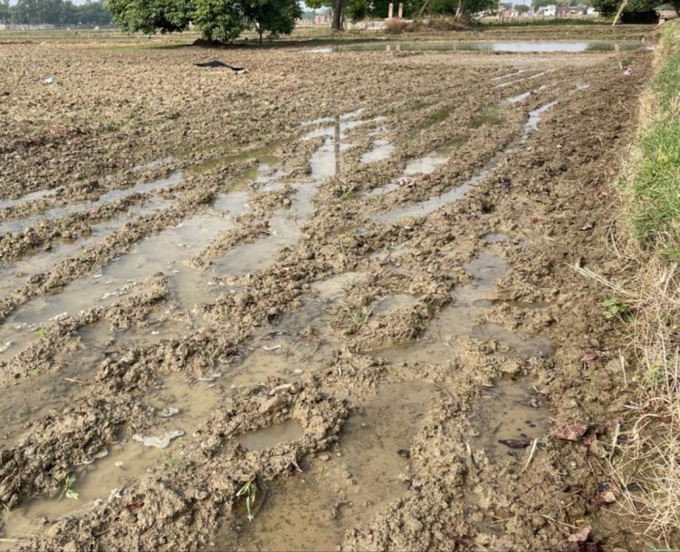 रोहिणी की बारिश और मृगशिरा की तपन से खिल उठे किसानों के चेहरे, बंपर धान उत्पादन की जगी उम्मीद