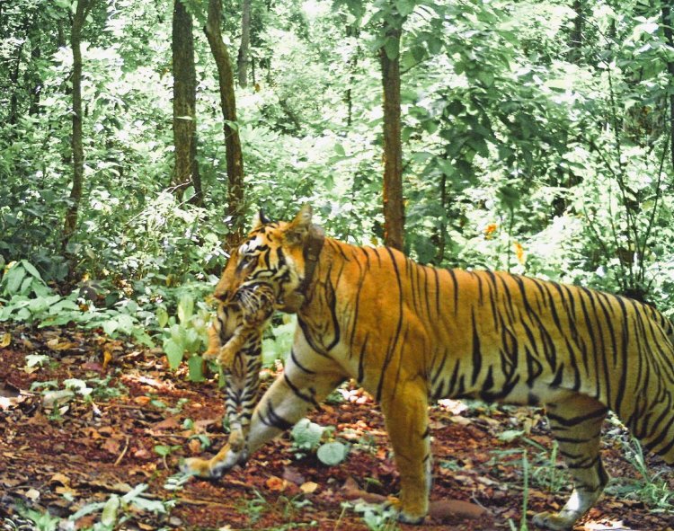 महाराष्ट्र की ‘जीनत’ बाघिन ने सिमलीपाल में दिया चार शावकों को जन्म