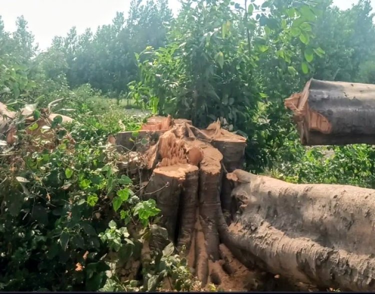 विश्व पर्यावरण दिवस पर महसी में पेड़ काटे जाने से ग्रामीणों में नाराजगी, कार्रवाई की मांग