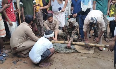 सात फीट का मगरमच्छ बस्ती में पहुंचा, वन विभाग ने सुरक्षित रेस्क्यू कर जलाशय में छोड़ा