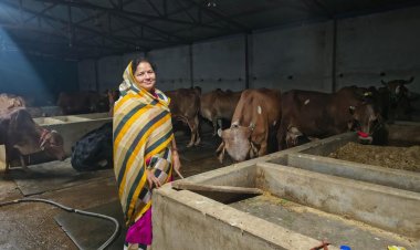 मोदी-योगी सरकार की नंदनी योजना से प्रयागराज की शकुंतला देवी बनीं स्वरोजगार की मिसाल, 25 गायों के साथ शुरू की डेयरी