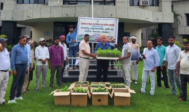 आईआईवीआर ने किसानों को बांटे ग्राफ्टेड बैंगन के पौधे, आधुनिक खेती अपनाने पर दिया जोर