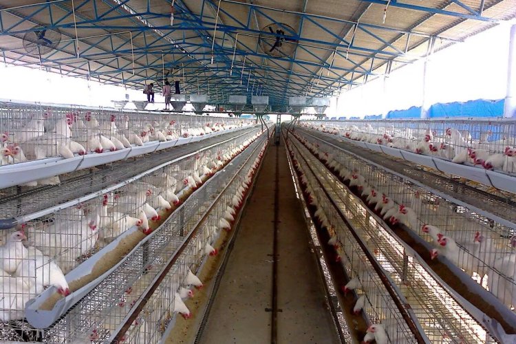 योगी सरकार की पहल से कानपुर में पोल्ट्री व्यवसाय को मिली नई रफ्तार