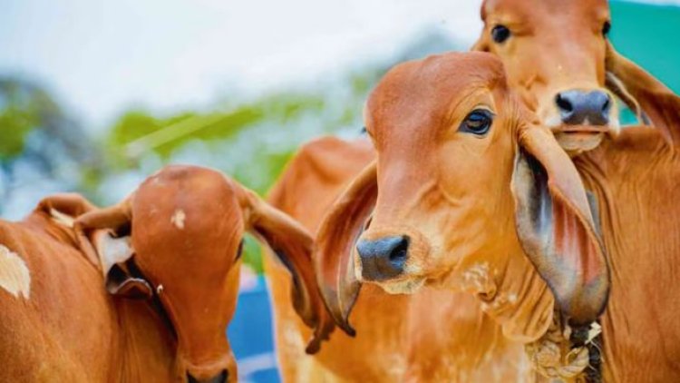 सरकार की गो संरक्षण नीति से निकला रोजगार का नया रास्ता,दुग्ध आधारित उत्पादों की विदेश में बढ़ी मांग