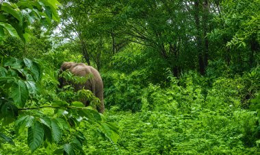 सीमा से सटे कटरा के जंगल में फिर नजर आया गजराजों का जोड़ा, वन विभाग ने बढ़ाई निगरानी