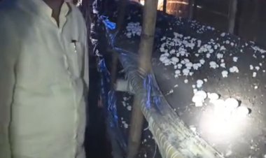 डेढ़ लाख से शुरू हुई मशरूम की खेती, अयोध्या के उत्सव सिंह का कारोबार पहुंचा करोड़ों के स्तर पर