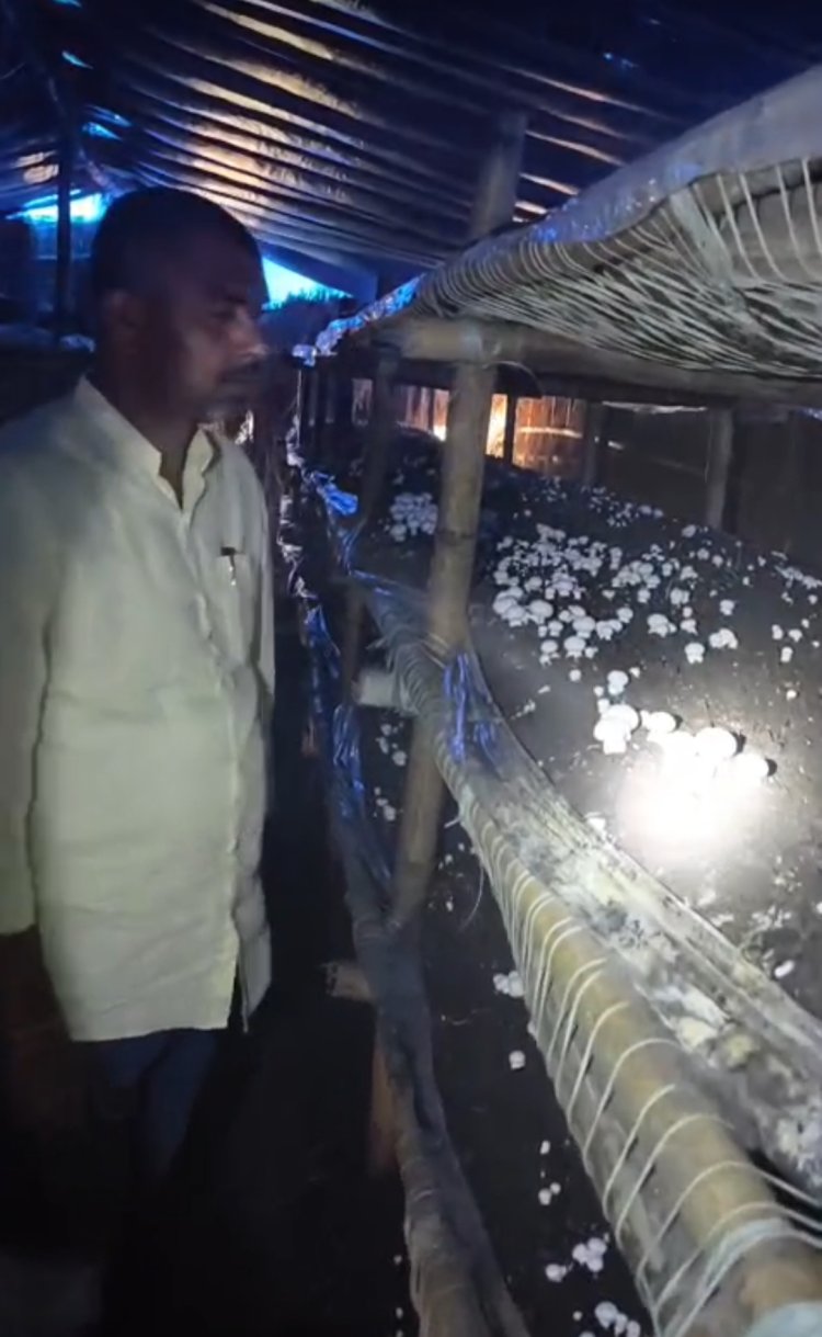 अयोध्या के उत्सव सिंह ने 1.5 लाख से शुरू किया मशरूम कारोबार, पहुंचाया करोड़ों के कारोबार तक
