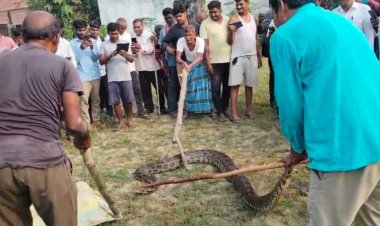 मीरजापुर में घर के पास निकला 15 फीट लंबा अजगर, वन विभाग ने रेस्क्यू कर जंगल में छोड़ा